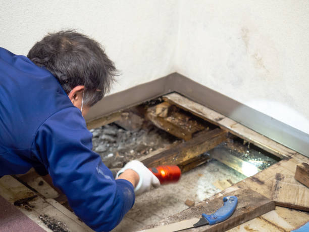 Best Same-Day Mold Removal  in Woodcrest, CA