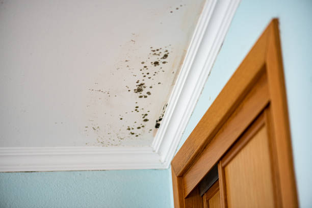 Best Mold Damage Repair  in Woodcrest, CA