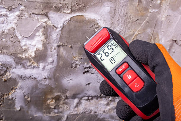 Best Same-Day Mold Removal  in Woodcrest, CA
