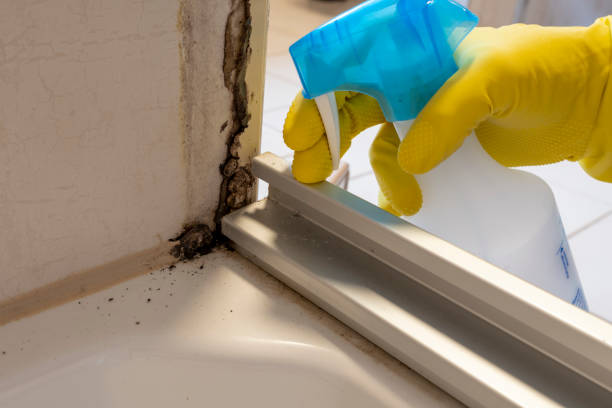 Best Emergency Mold Removal  in Woodcrest, CA