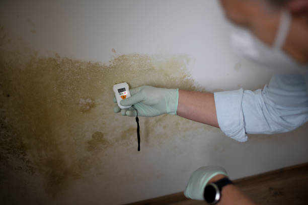 Best Mold Remediation  in Woodcrest, CA