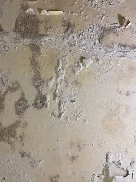 Trusted Woodcrest, CA Mold Removal Experts