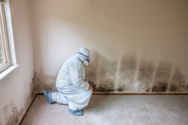 Best Fast Mold Removal  in Woodcrest, CA
